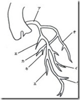 左冠動脈(LCA)　解剖図　塗り絵