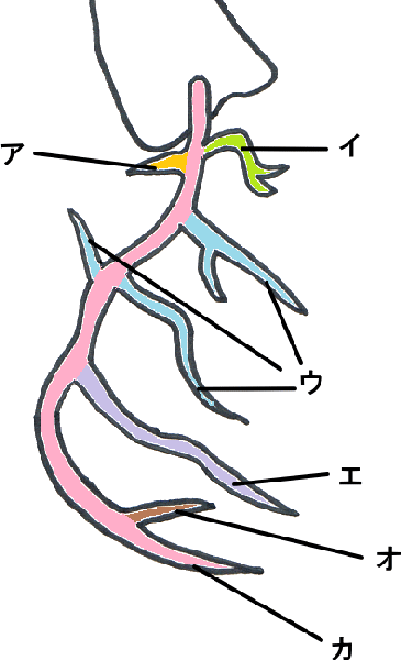 右冠動脈　RCA　解剖図