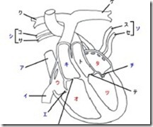 解剖図 心臓の基本構造を覚えるエクササイズだ 心カテブートキャンプ