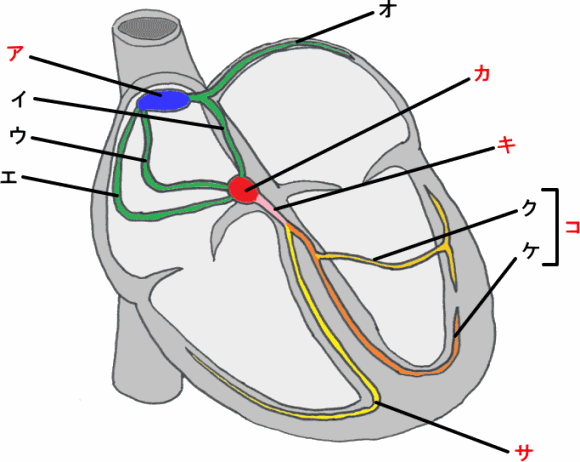 心臓　刺激伝導系の解剖図