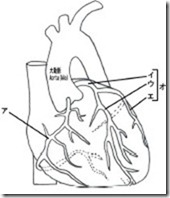 冠動脈　解剖図　塗り絵